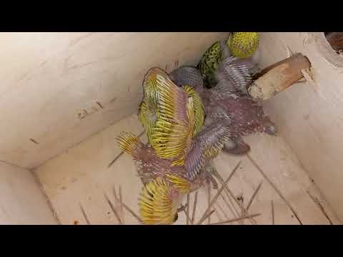 Трудности в разведении ВВП(ЧЕХОВ). Распаровываем пару попугаев, птенцов размещаем в другие дуплянки.