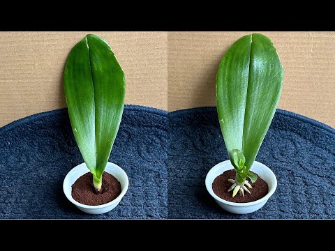 Just Coffee! Orchid Leaves instantly grow roots from the base and bloom all year round