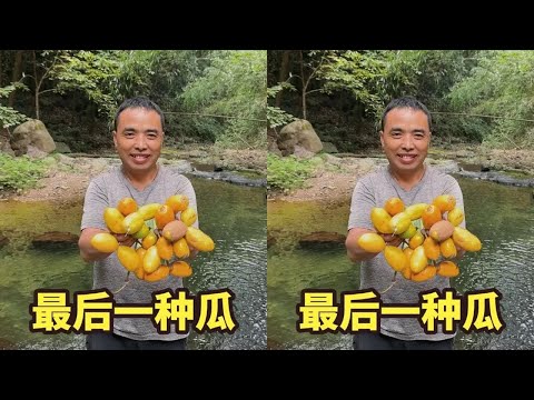 湖南大山今年最后一种“瓜”，冬宝和爸爸摘了几十个，软糯香甜！ #新农人计划2024 #我的乡村生活 #大山里的味道 #这个野果子有认识的吗 #大自然的馈赠