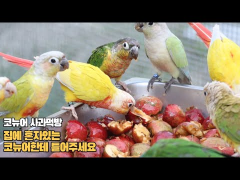 혼자 지내는 코뉴어들의 사회성 길러주는영상