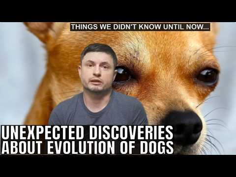 Bizarre Discoveries About Evolution of Dogs in the Last 50,000 Years