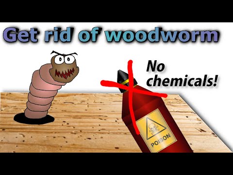 Get rid of woodworm for good (no pesticides)