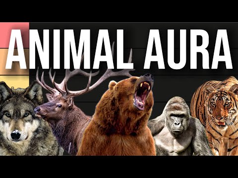Animal's With The Most "Aura" (Tier List)