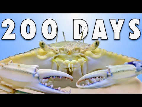 Keeping a Bait Shop Crab for 200 Days