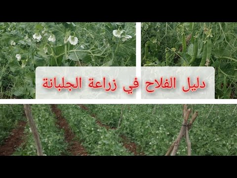 زراعة الجلبانة من البذور -البازلاء- جميع المعلومات التقنية(الأصناف، التربة، التسميد، السقي، الأمراض)