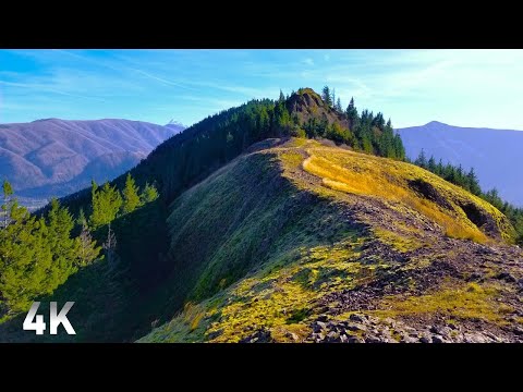 A Forest Walk Up Hamilton Mountain - No Talk, No Music, Just Nature. - 4K Virtual Hike