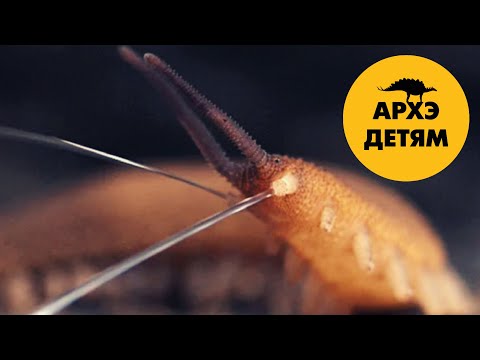 Пищеварение беспозвоночных  | Вадим Марьинский (выпуск 30)