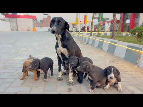 She Trying to Stop Every Car...His Eyes Said 'Don't Leave Me'