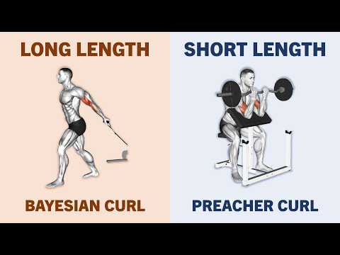 How Does Muscle Length Impact Hypertrophy?