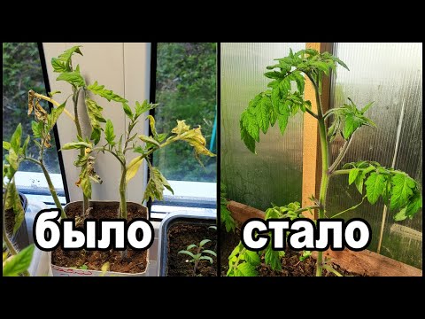 Засоление почвы кокосом. Как я спас рассаду!