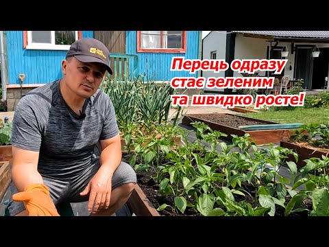 Перець після висадки одразу стає зеленим та потужним- чим підживити.