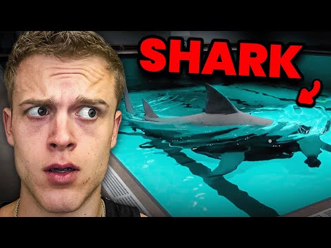 There's A Shark In My Pool?!?