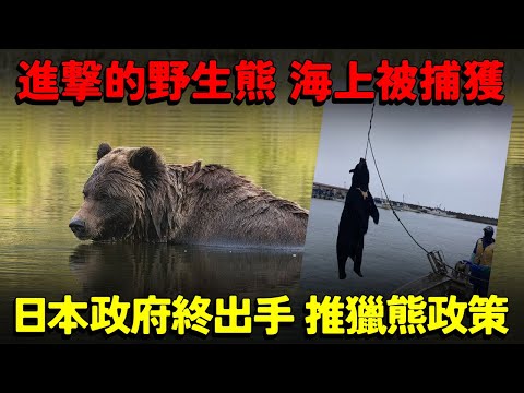 日本野生熊出沒的最新狀況！政府終於出手 獵熊政策！野生熊竟然可以渡海！？