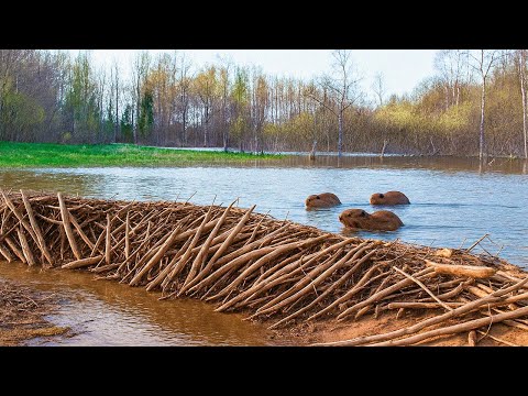US Sent Thousands Of Beavers Into a Desert With a Dying River—2 Years Later,Results Shocked Everyone