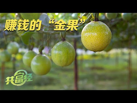 揭秘百香果种植的新技术！这样种出来的百香果更能赚钱，还不快到视频里学习一下！|「共富经」20230808