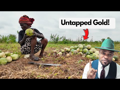 Egusi Processing: Africa’s Untapped Million-Dollar Business