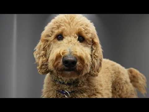 This Matted Doodle Lost His Owner...Wait Until You See His Transformation