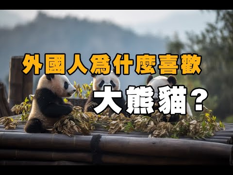 大熊猫：为何全球争相租借中国大熊猫？日本对大熊猫热爱程度简直逆天