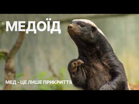 Непереможний: історія медоїда