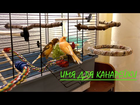 Имя для канарейки.