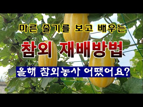 [Garden Farmer 2,123] Learn how to grow melons by observing the dry stems in winter! How was your...