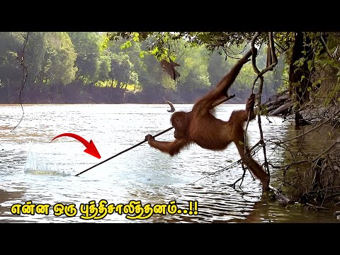 விலங்குகளின் புத்திசாலித்தனமான சம்பவங்கள் | Genius Animal Moments Caught On Camera | AVO