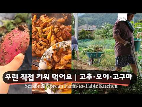 가을 밭이 진짜 풍년｜고구마 캐고 닭갈비, 캔 더덕까지 구워먹는 날｜갱숙이네 제철밥상