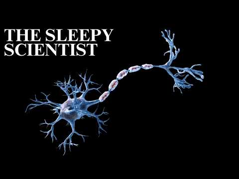 The Sleepy Scientist | The Quiet Nervous System