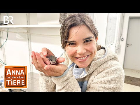 Superschläfer Siebenschläfer | Reportage für Kinder | Anna und die wilden Tiere | BR