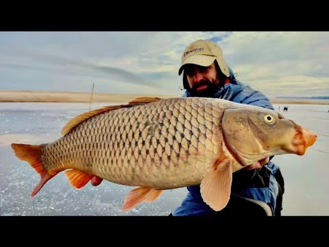 ТАКОГО РОЗРИВА Я НЕ ЧЕКАВ, САЗАНИ ПРУТЬ ОДИН ЗА ОДНИМ, Трофейна рибалка на САЗАНА