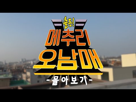 [메추리 오남매] 몰아보기