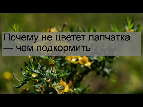 Почему не цветет лапчатка — чем подкормить