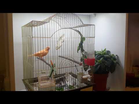 Грибок лап у канареек Кнемидокоптоз