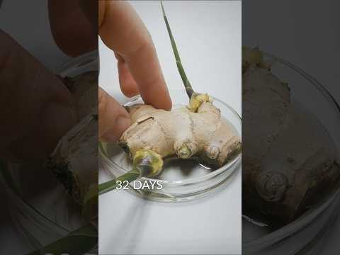 Ginger Root time-lapse