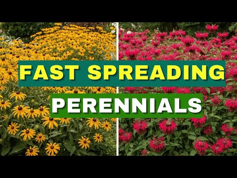 Top 10 Fast-Spreading Perennials | Full SeasonColor Made EASY! 😍