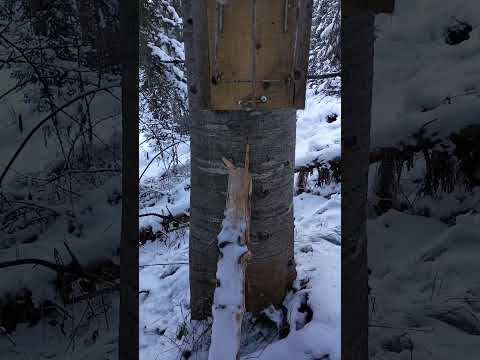 Проверка капканов(25-26г)