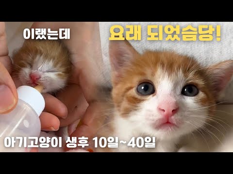 아기고양이 앙꼬 생후 10일부터 40일까지😻 구조 후 30일간의 이야기