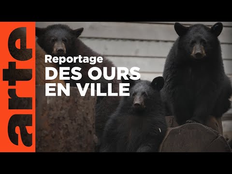Canada : cohabiter avec les ours | ARTE Reportage