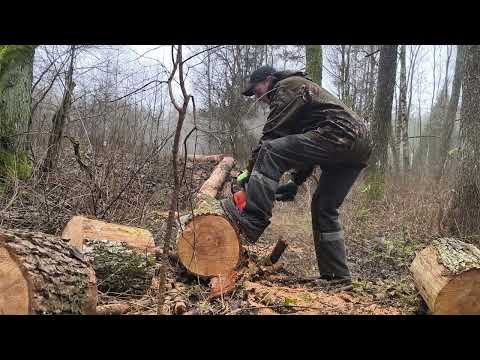 Распил сухой ольхи на болоте/Bucking dry alder on swamp