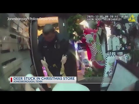 WATCH: Deer breaks into Christmas store