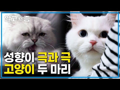 “나랑 놀자옹” 일편단심 집착냥 버거와 그런 행동이 부담스러운 소심냥 치즈! 우리 둘 과연 친해질 수 있을까?┃고양이를 부탁해┃알고e즘