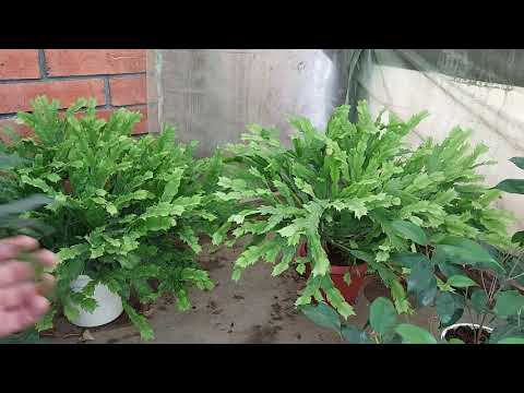 Schlumbergera (Decembrist) care: my experience