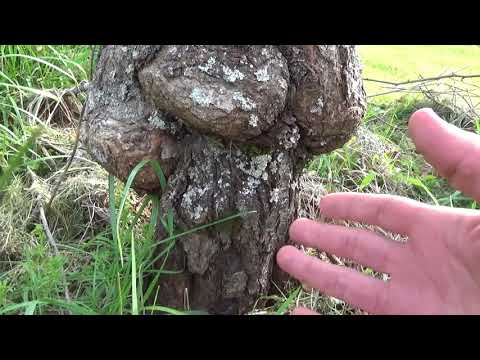 The TRUTH About Grafted Fruit Trees - They Won't Tell You