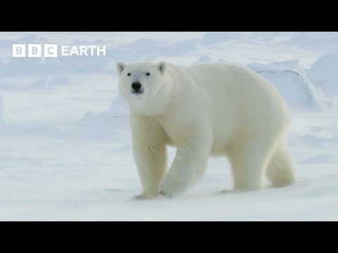 🔴 LIVE: 24/7 Iconic Winter Wildlife Scenes | BBC Earth