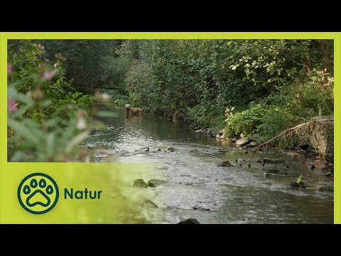 Die Emscher – Das Wunder im Kohlenpott | Wasser ist Zukunft 3/5 | Go Wild (Deutsch)