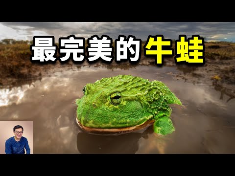 比食用牛蛙還要大一倍，卻成為熱門寵物！把蛇當辣條吃，掌握高端格鬥技巧，非洲牛蛙的瘋狂真相！【老肉雜談】#生物 #動物 #冷知識 #animals #寵物