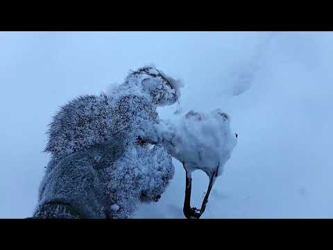 Работают низовые капканы!! 