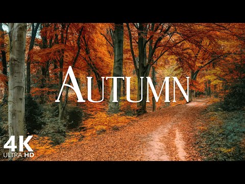 4k Autumn Forest Scene with Relaxing Piano Music for Stress Relief and Studying | Scenic Relaxation