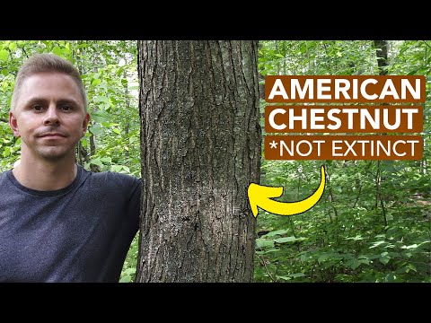 Finding Dozens Of American Chestnut Trees