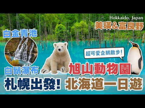 北海道自由行❄️一日遊行程 從札幌出發旭川市🇯🇵 旭山動物園｜必看企鵝散步🐧、北極熊🐻‍❄️、美瑛七星樹、富良野食堂｜超夢幻白金青池、白鬚瀑布｜Hokkaido, Japan